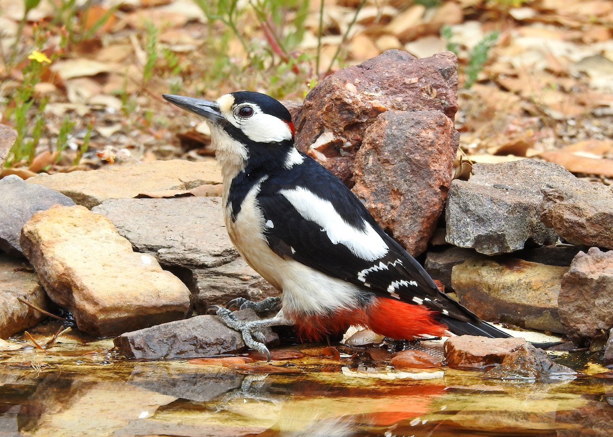 Great Spotted Woodpecker - ML159500571