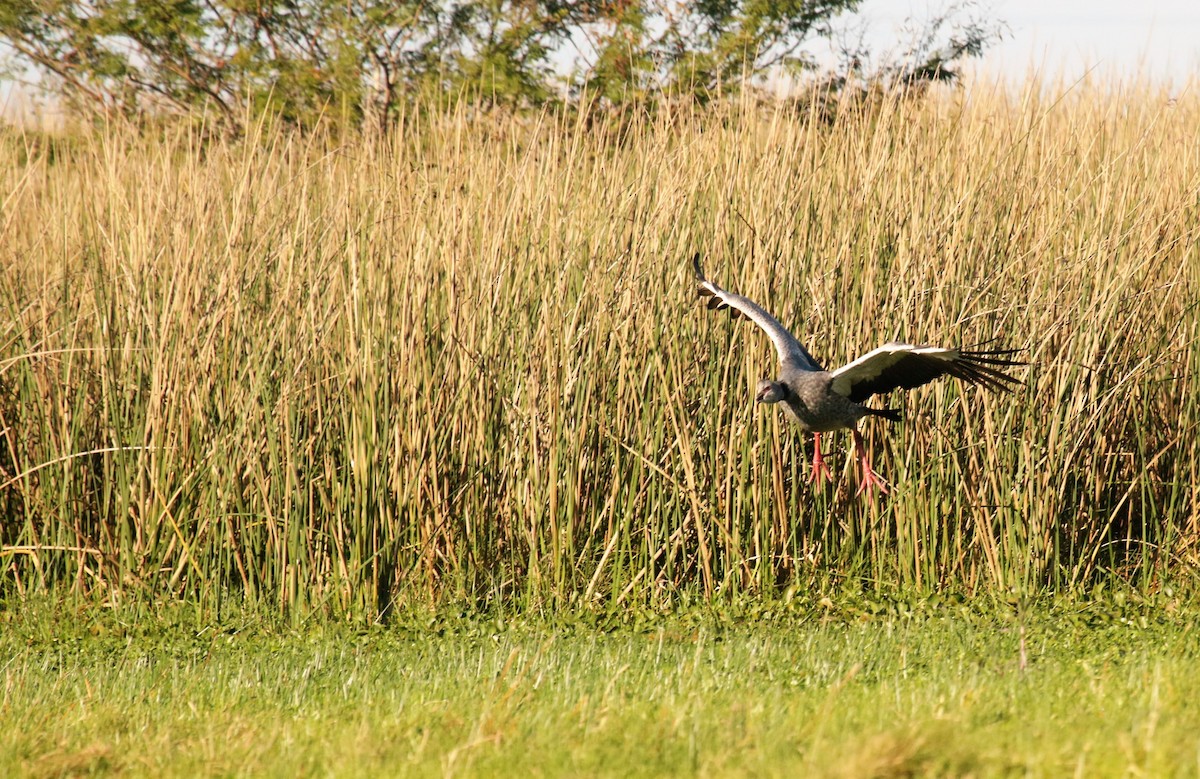 Southern Screamer - Cláudio Jorge De Castro Filho