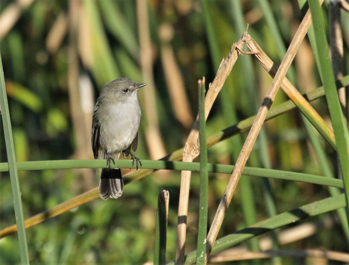 Sooty Tyrannulet - ML159500691