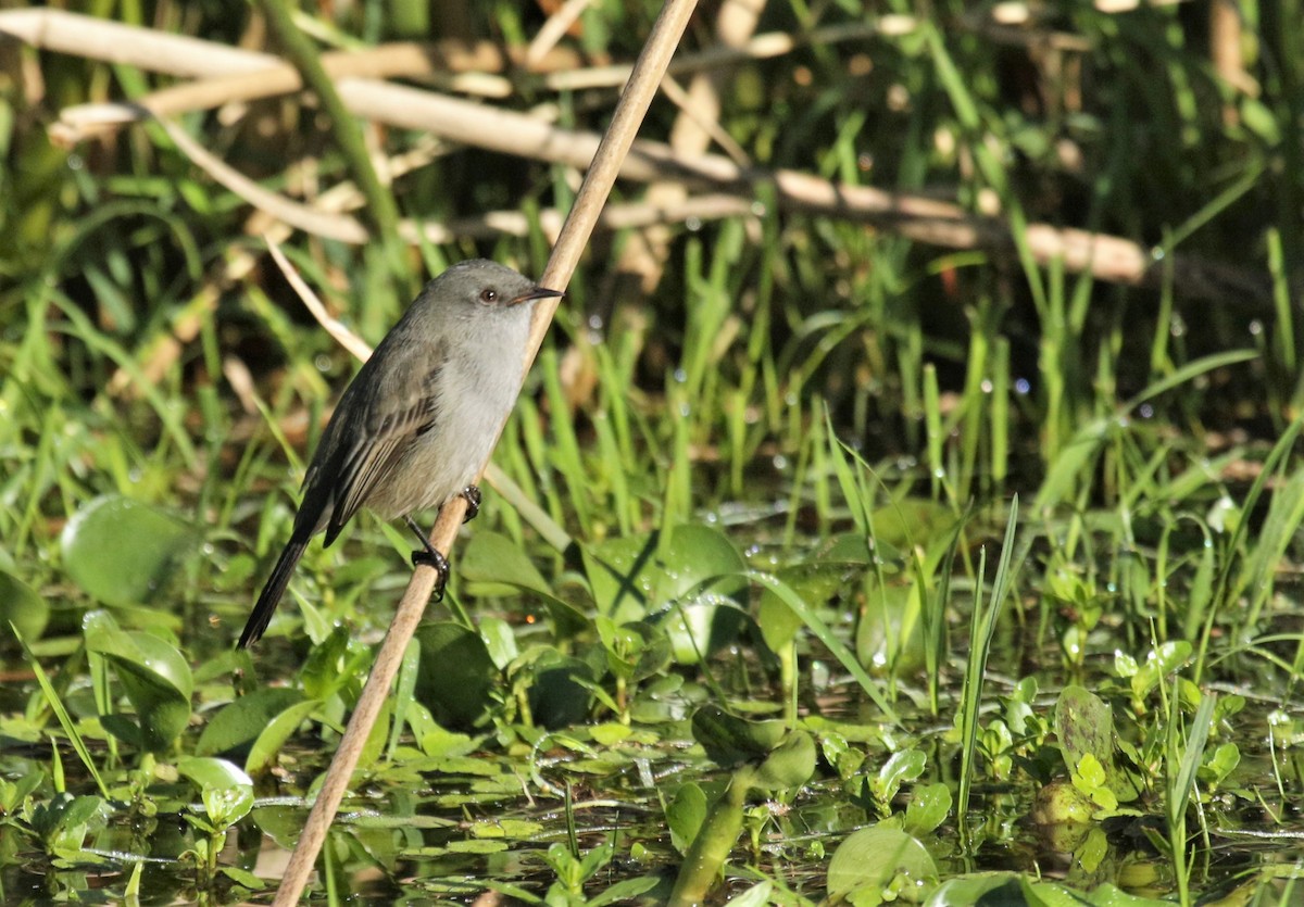 Sooty Tyrannulet - ML159500711