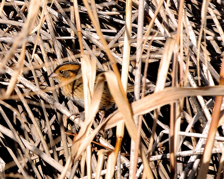 Nelson's Sparrow - ML159502171