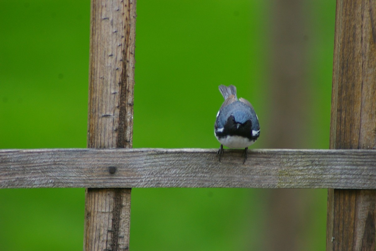 Black-throated Blue Warbler - ML159503751