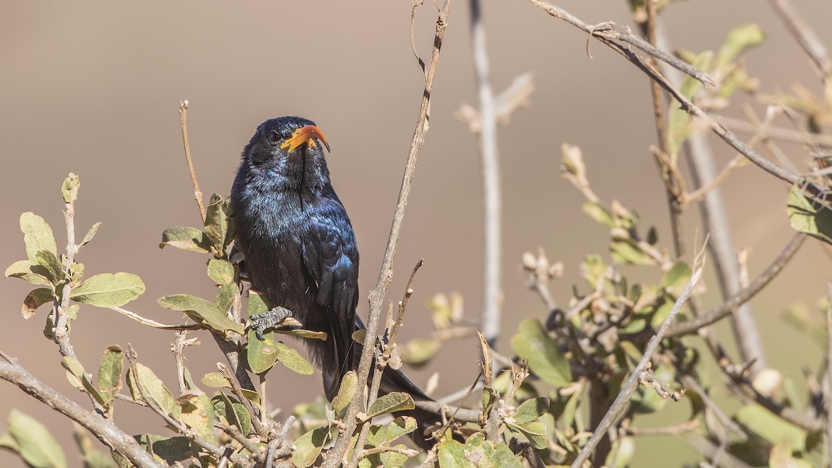 Abyssinian Scimitarbill - ML159504651