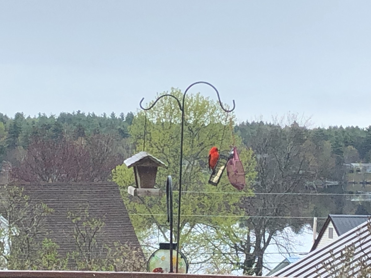 Scarlet Tanager - Bryan Way