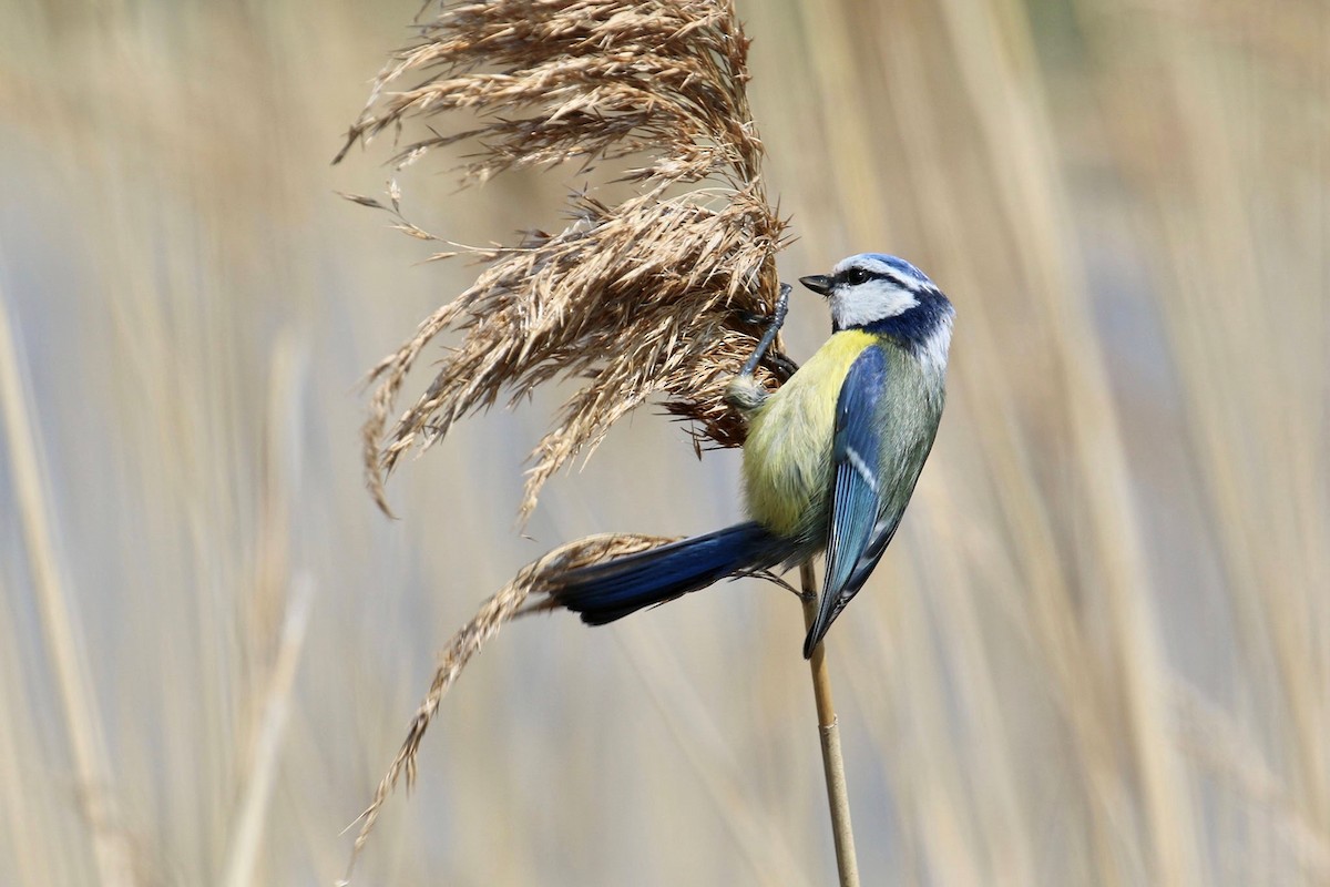 Eurasian Blue Tit - ML159506771