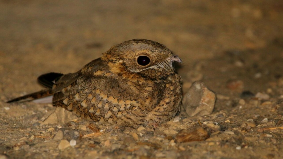 Nubian Nightjar - ML159508861