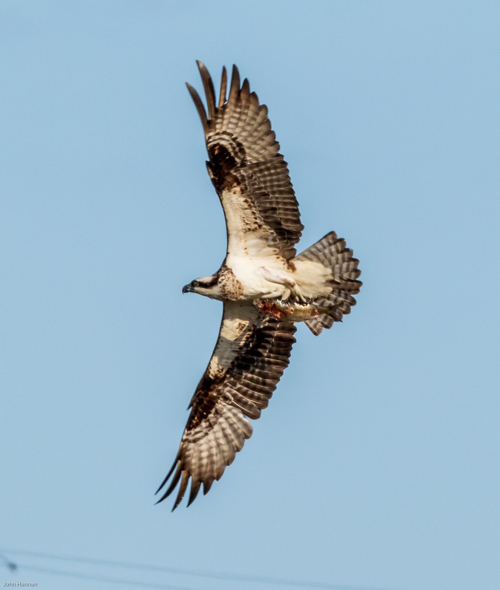 Águila Pescadora - ML159509191