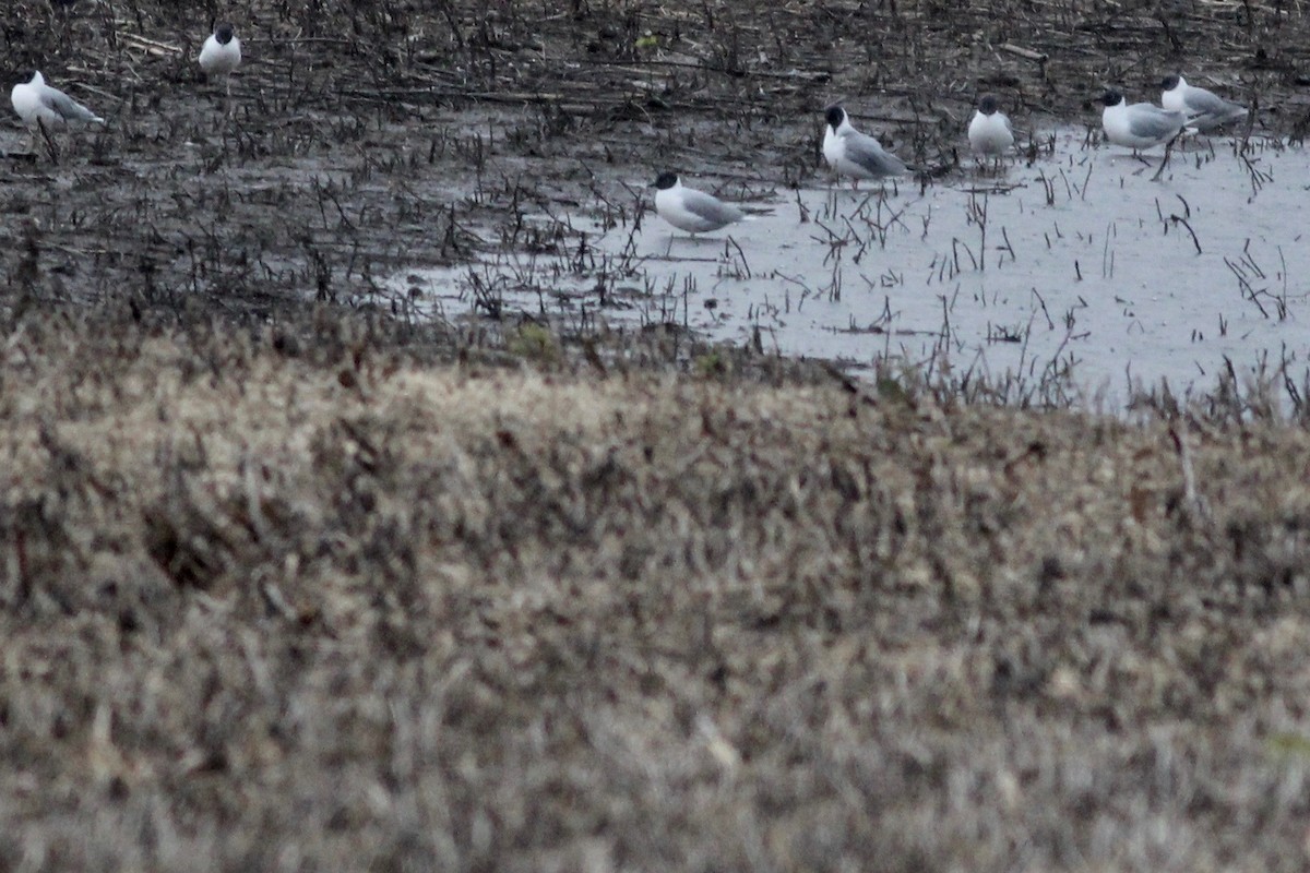 Bonaparte's Gull - Katherine Collin