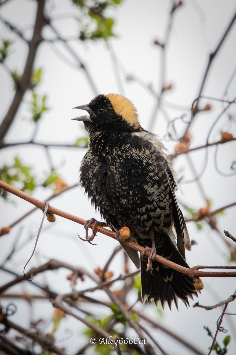 Bobolink - ML159510321