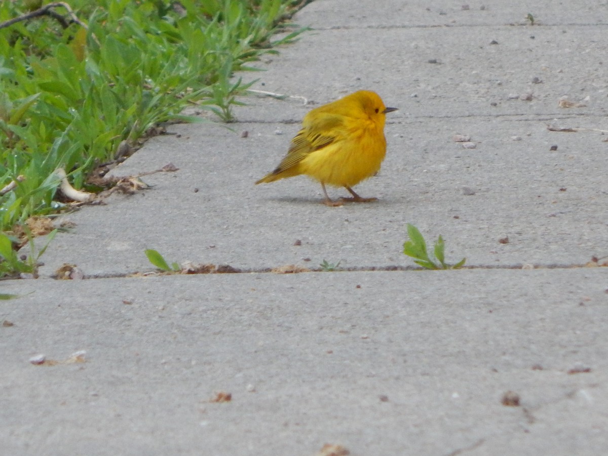 Yellow Warbler - ML159511701