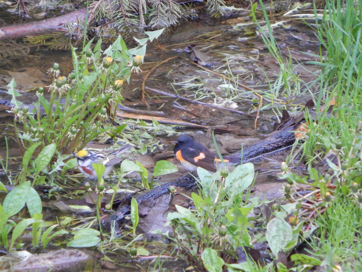 American Redstart - ML159511981