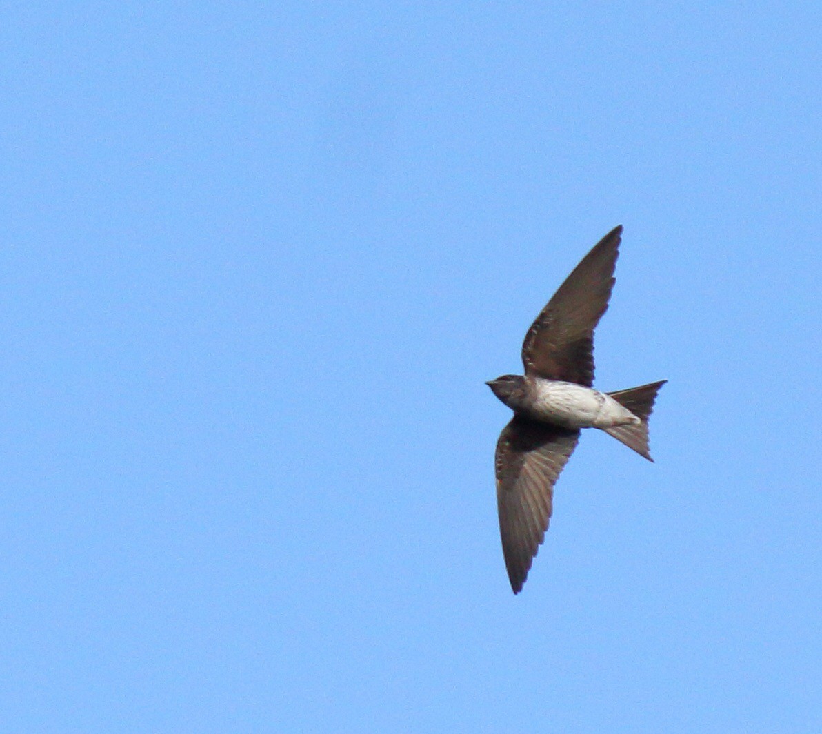 Purple Martin - ML159514601