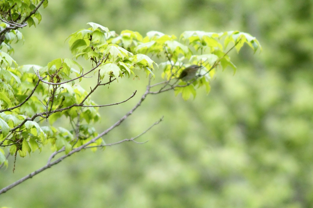 Warbling Vireo - ML159516791