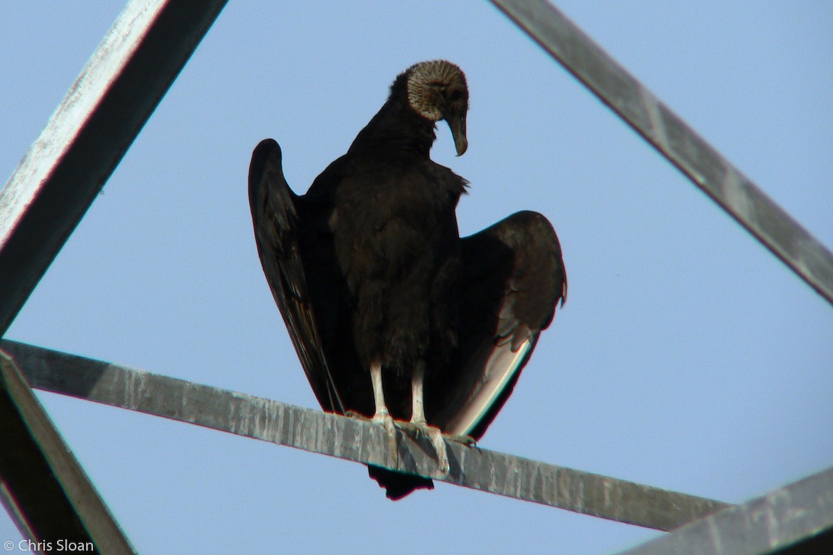 Black Vulture - ML159517751