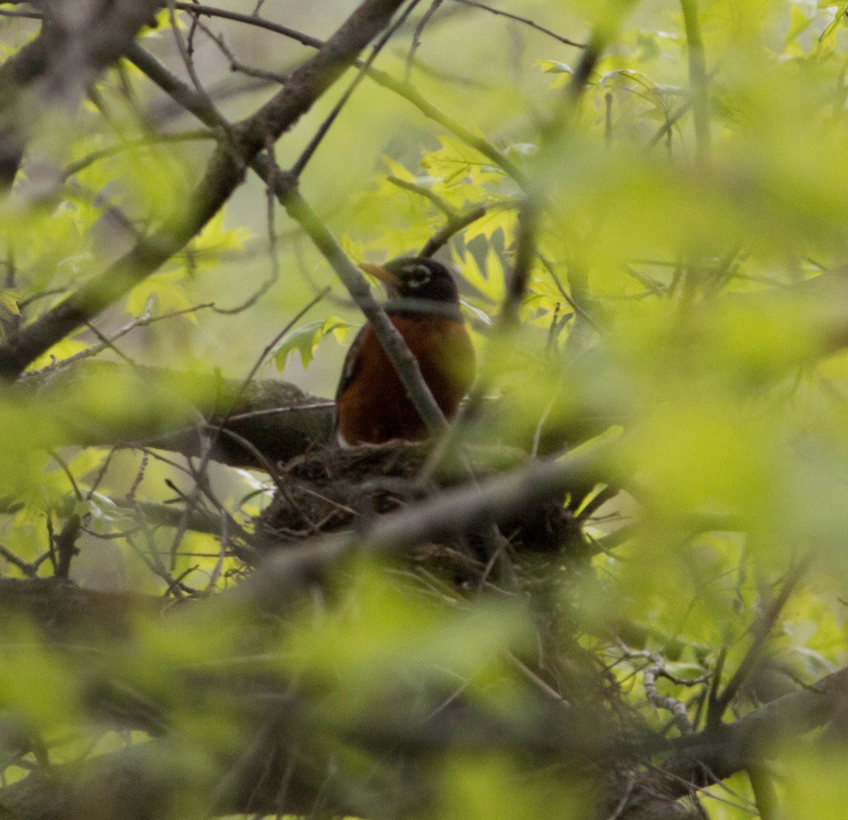 American Robin - ML159523291