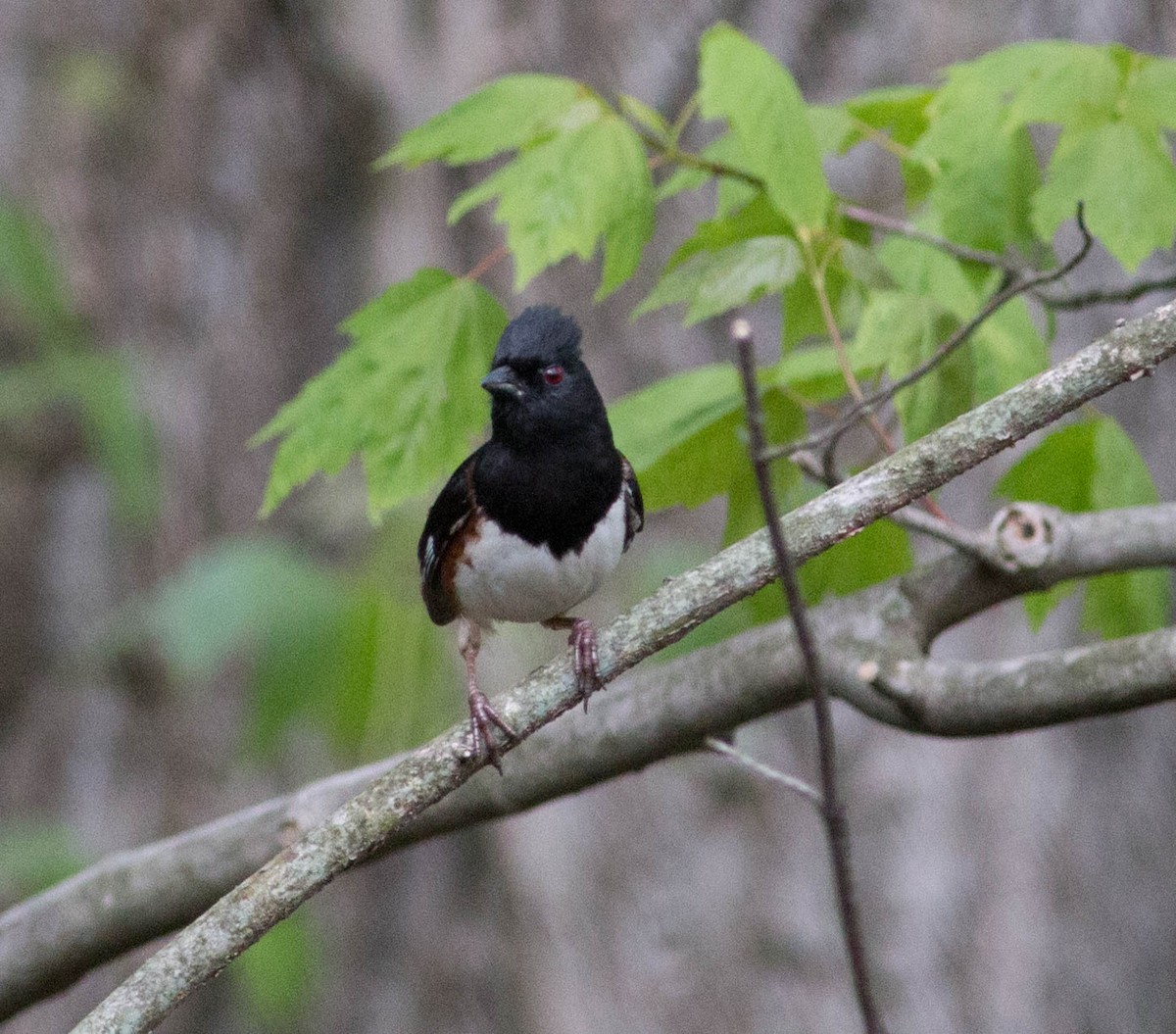 Eastern Towhee - ML159523351