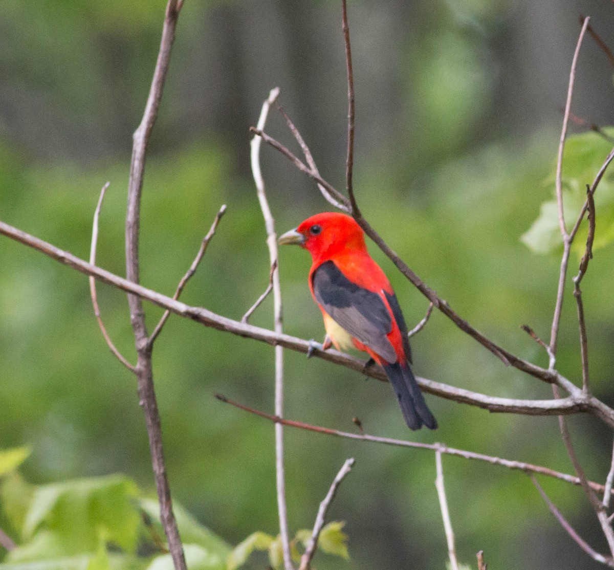 Scarlet Tanager - ML159523461