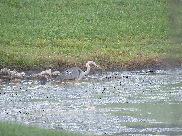 Great Blue Heron (Great Blue) - ML159523911