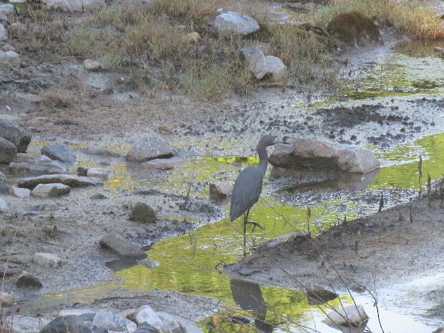 Little Blue Heron - ML159523951