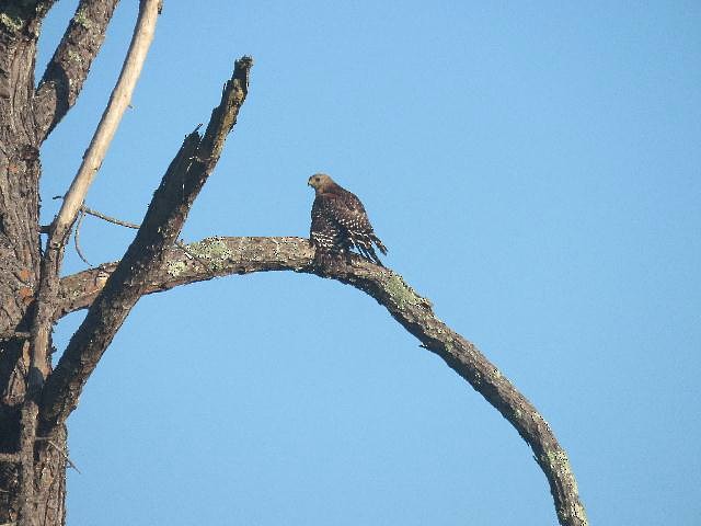 Red-shouldered Hawk - ML159524071