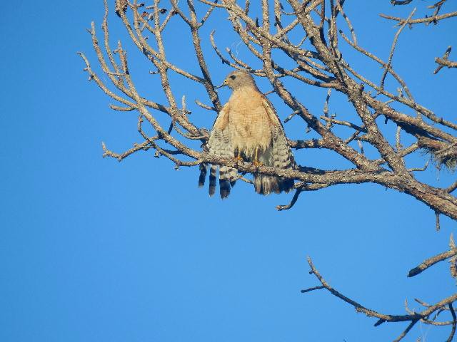 Red-shouldered Hawk - ML159524101