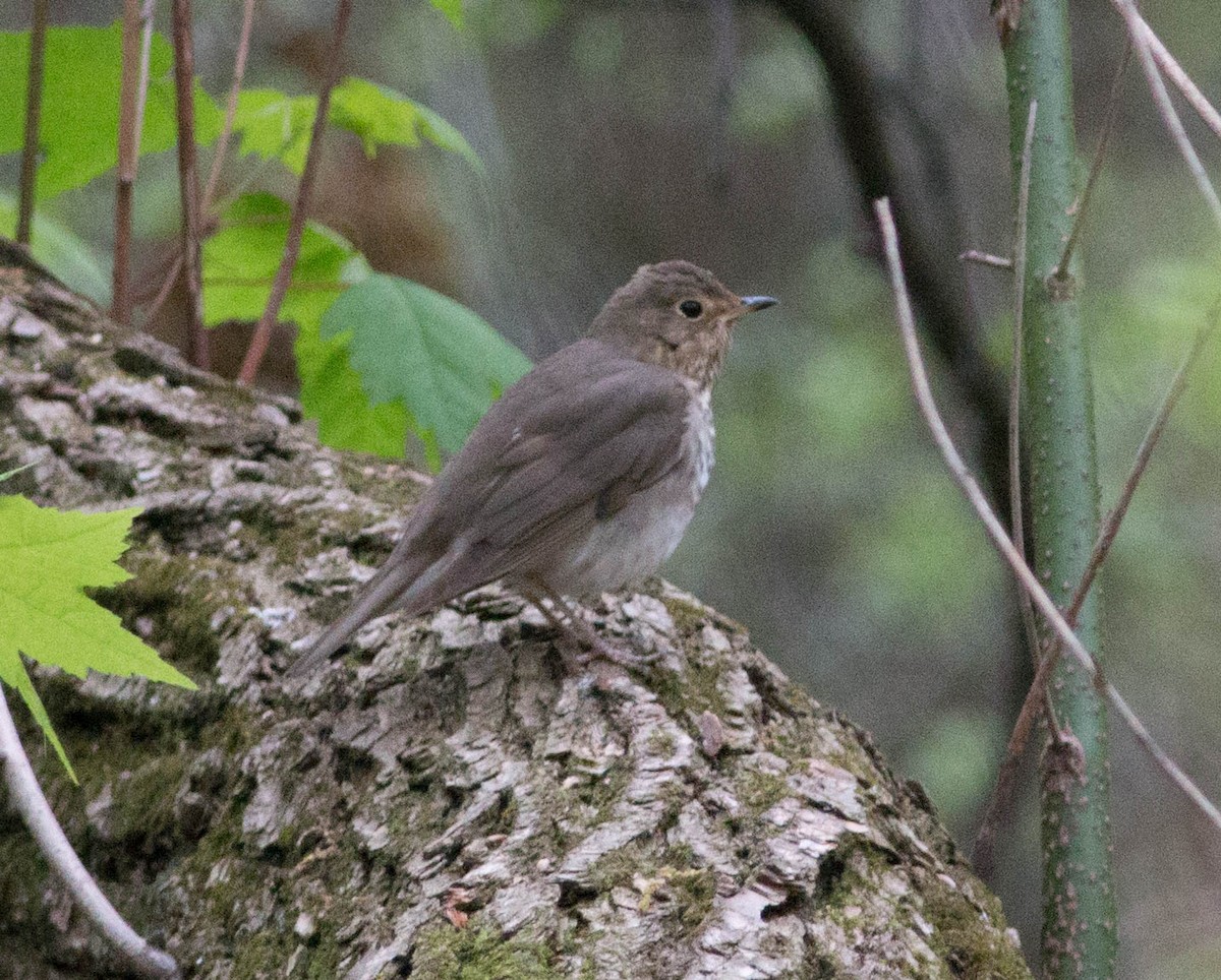 Swainson's Thrush - ML159524461