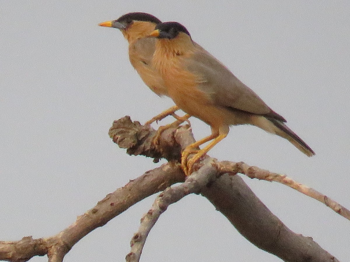 Brahminy Starling - Santharam V