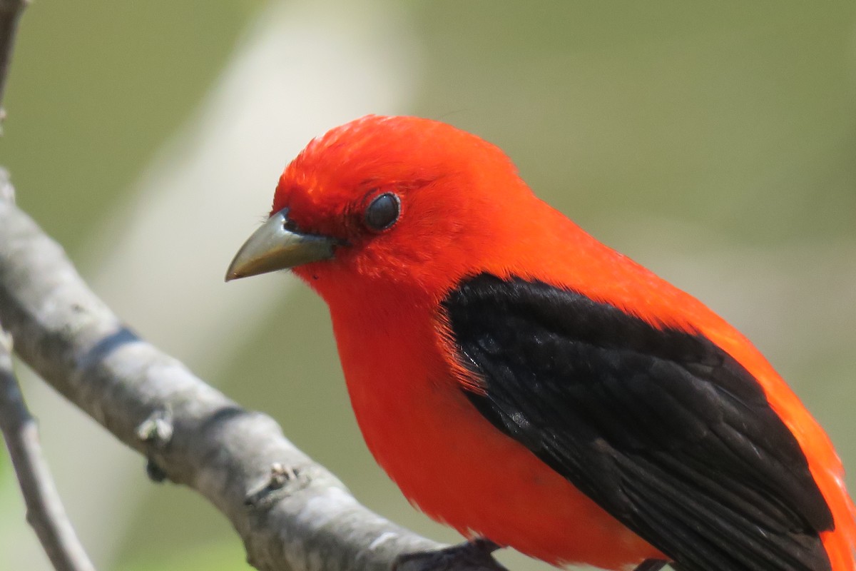 Scarlet Tanager - David Hahn