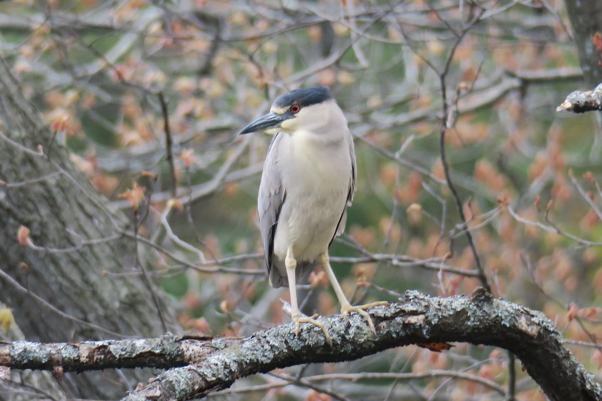 Black-crowned Night Heron - ML159529231