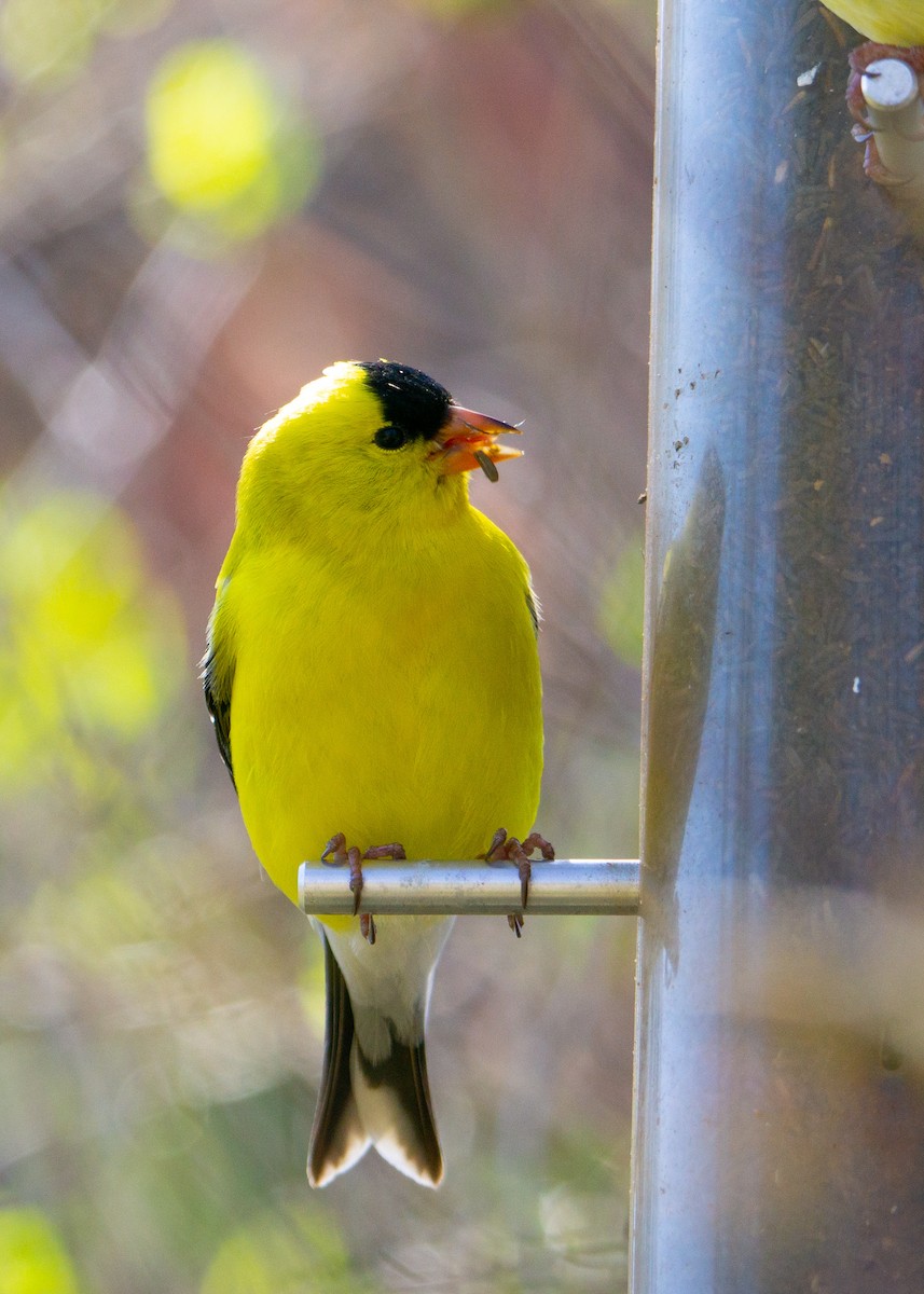 American Goldfinch - ML159530161