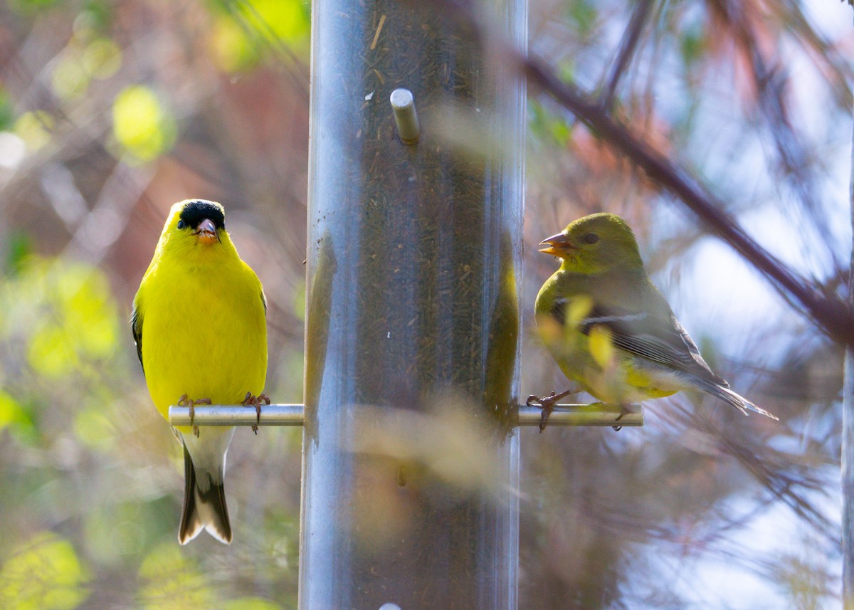 American Goldfinch - ML159530231