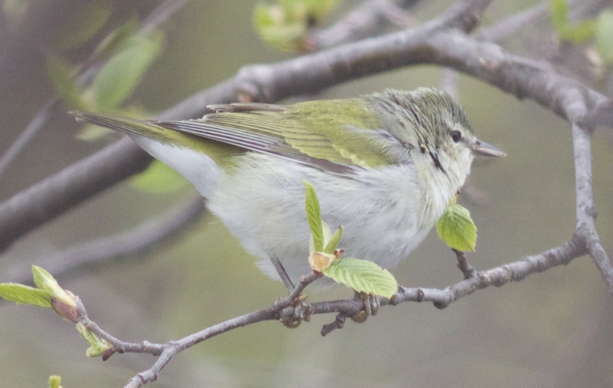 Tennessee Warbler - Alec Olivier