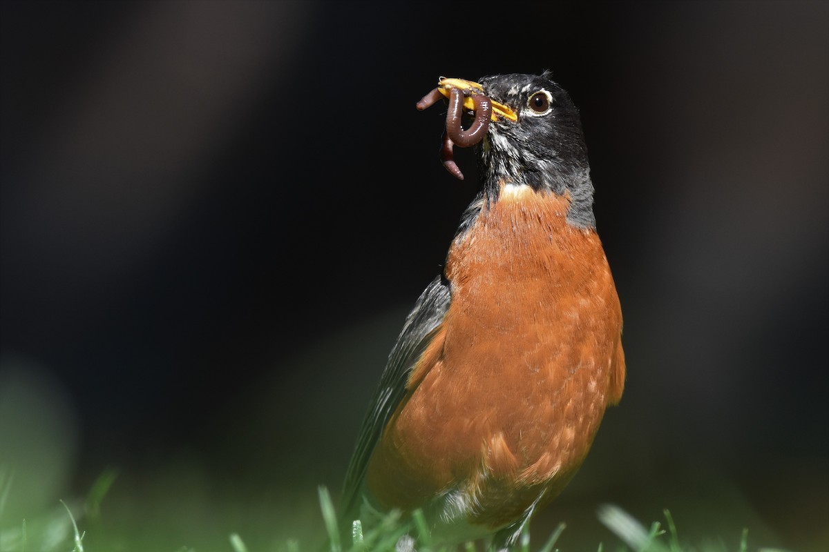 American Robin - ML159531401