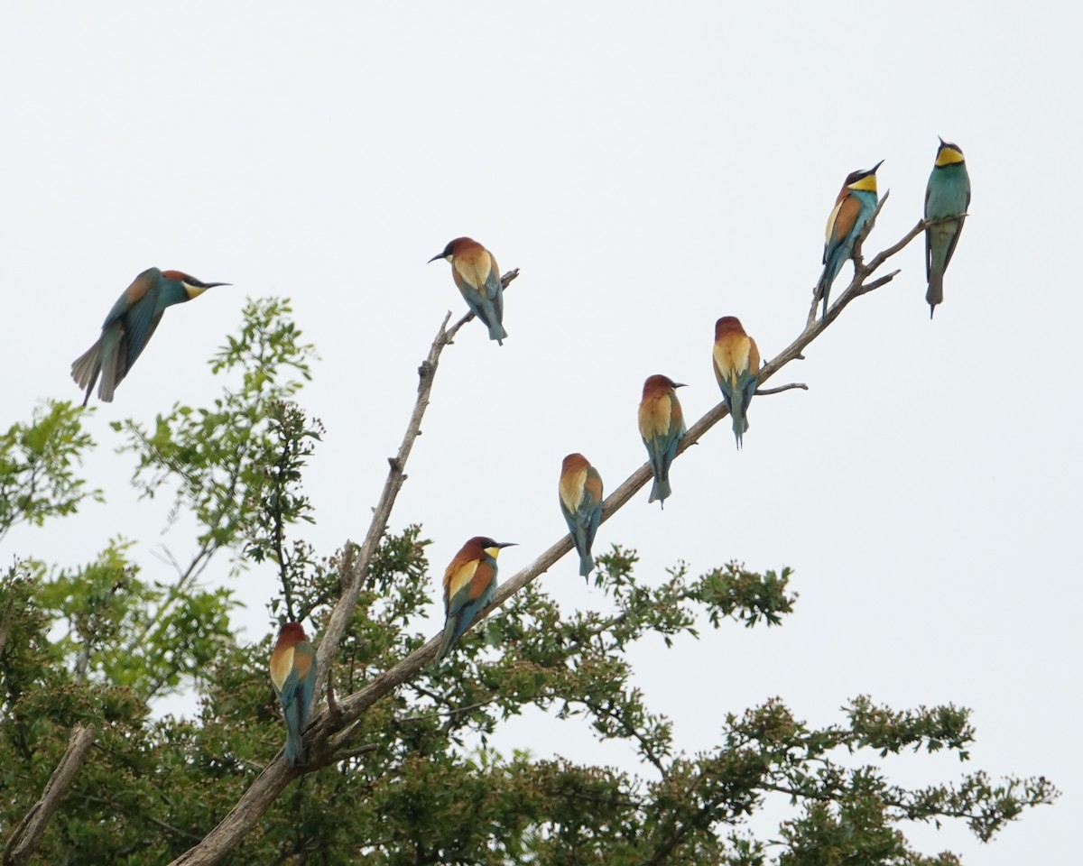 European Bee-eater - ML159532261