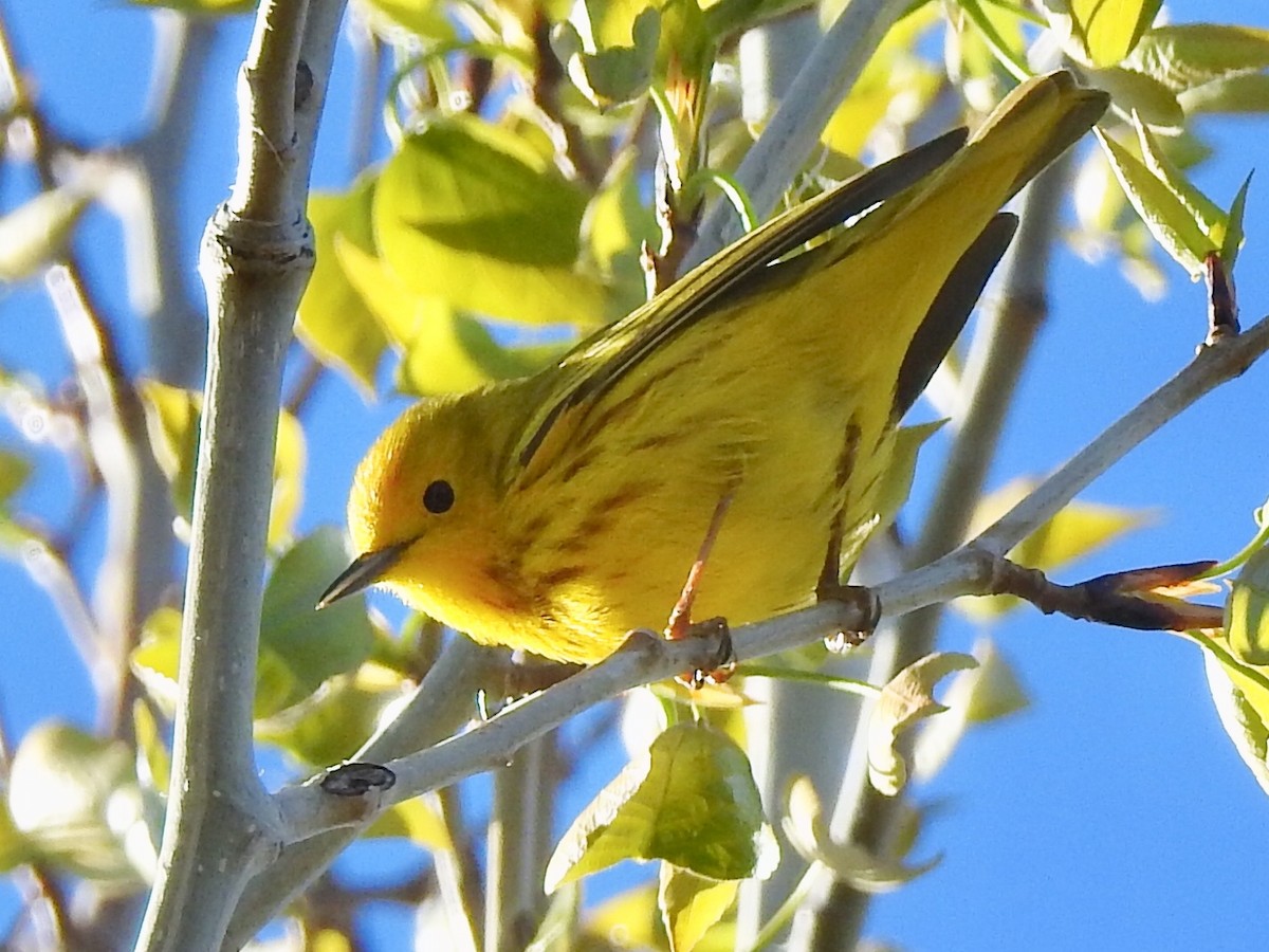 Yellow Warbler - ML159533051