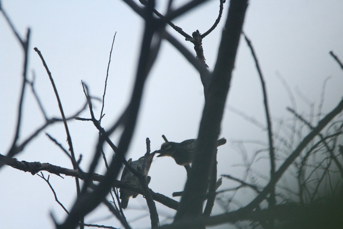 Coppersmith Barbet - ML159533171