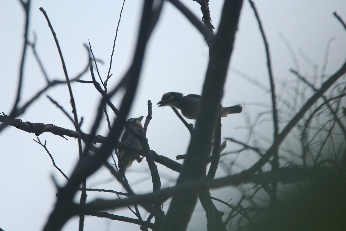 Coppersmith Barbet - ML159533181