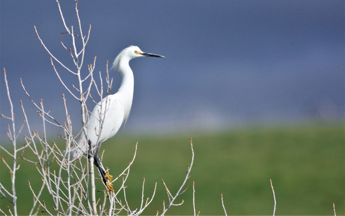 Snowy Egret - Brenda Wright