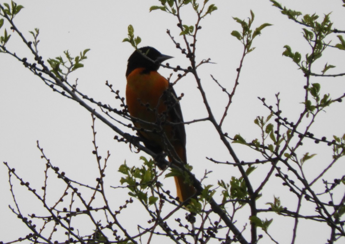 Baltimore Oriole - ML159538271