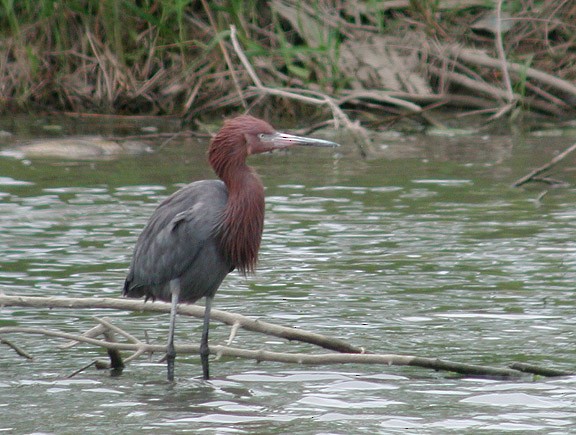 Reddish Egret - ML159538981