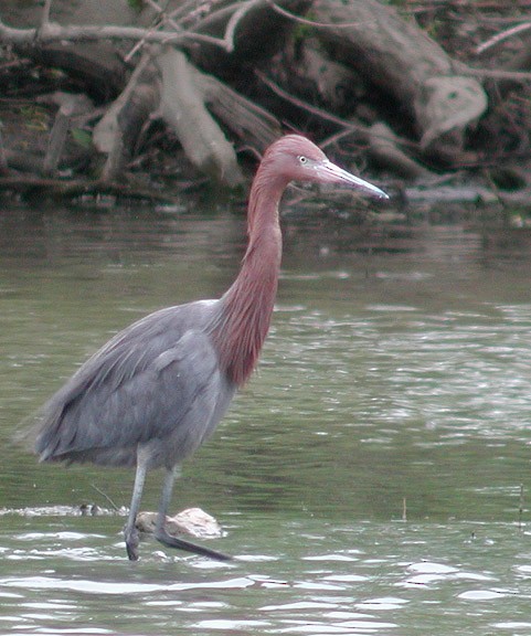 Reddish Egret - ML159538991