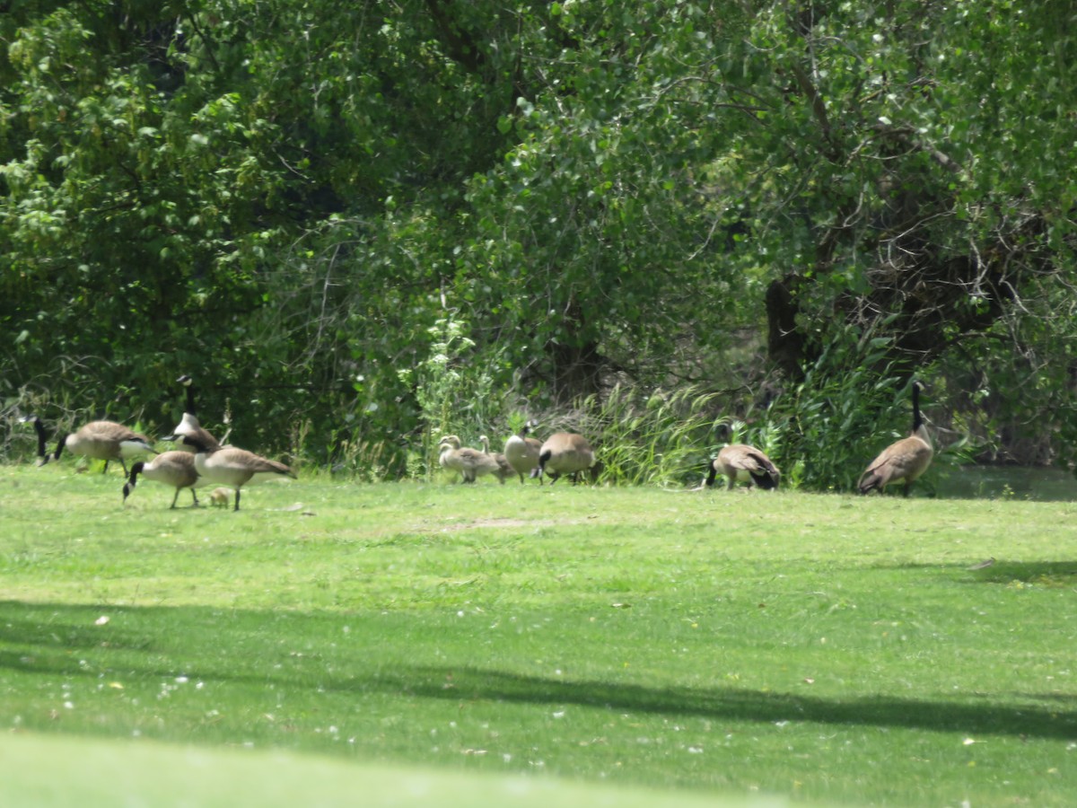 Canada Goose - ML159540671