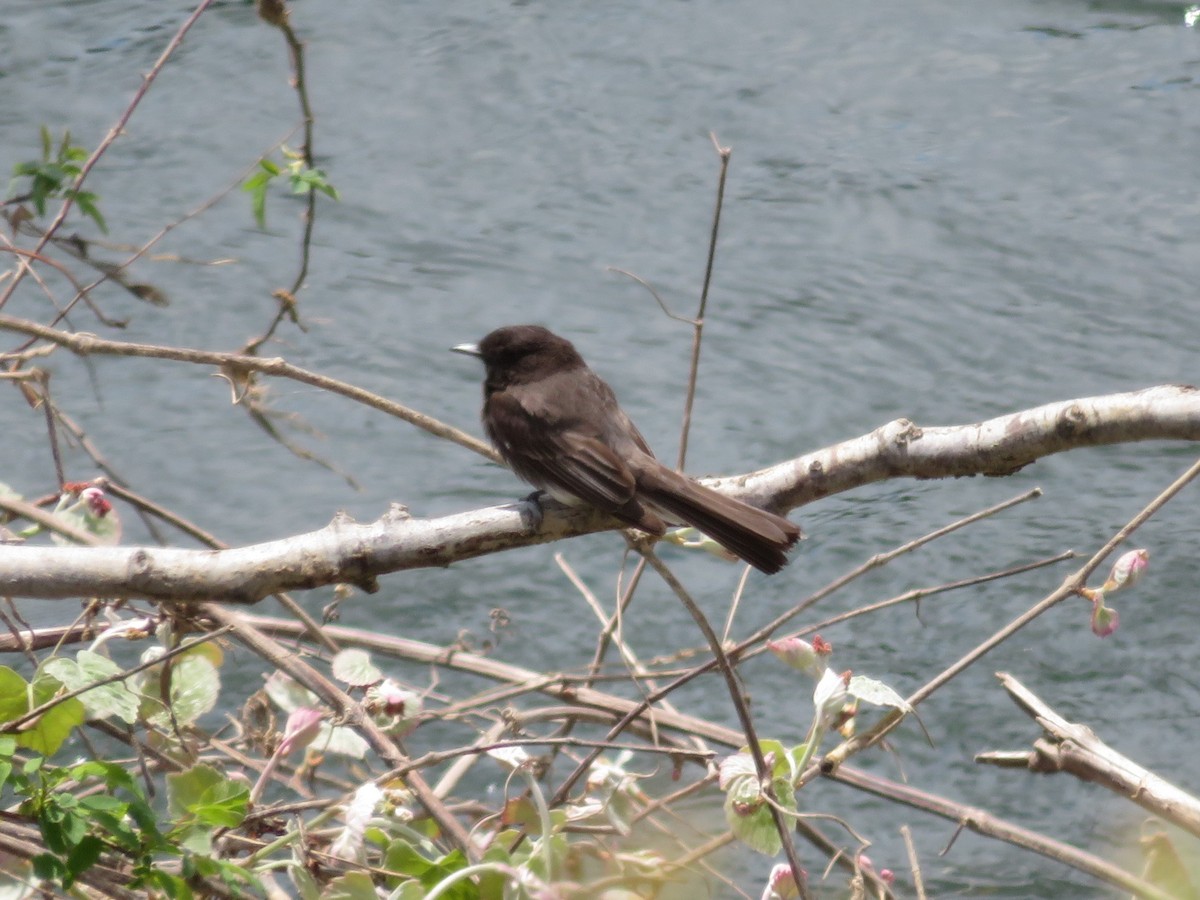 Black Phoebe - Karen Richardson