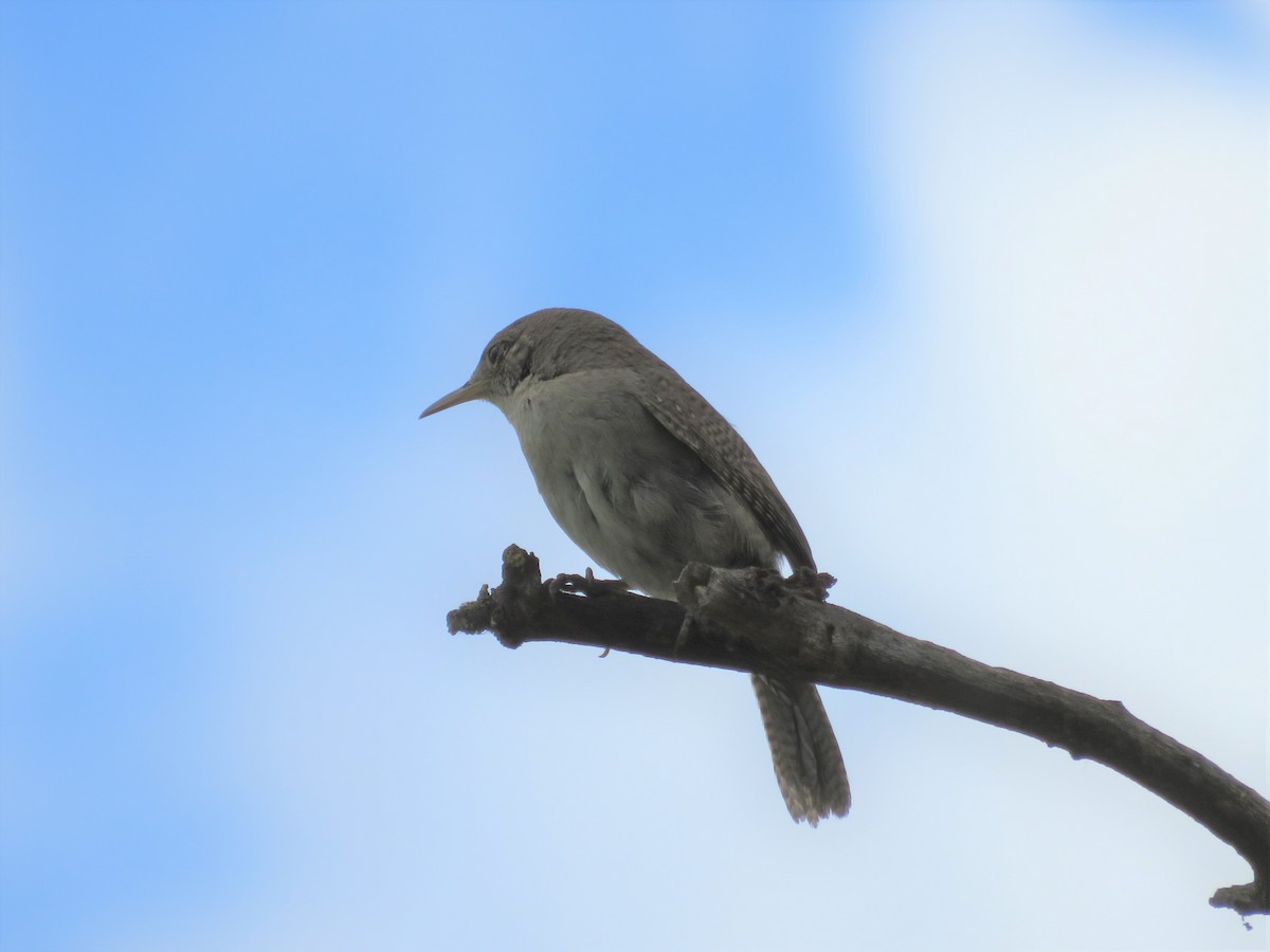 House Wren - Karen Richardson