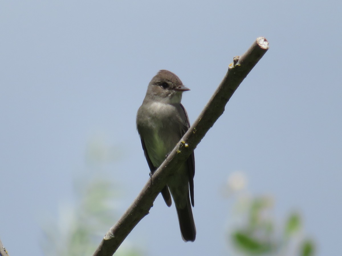 Western Wood-Pewee - ML159541591