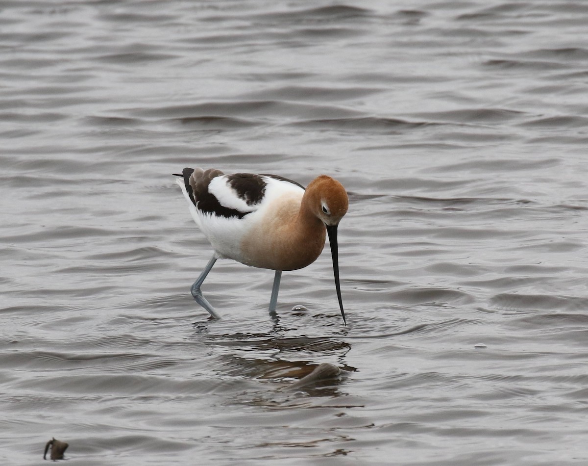 Avocette d'Amérique - ML159541861