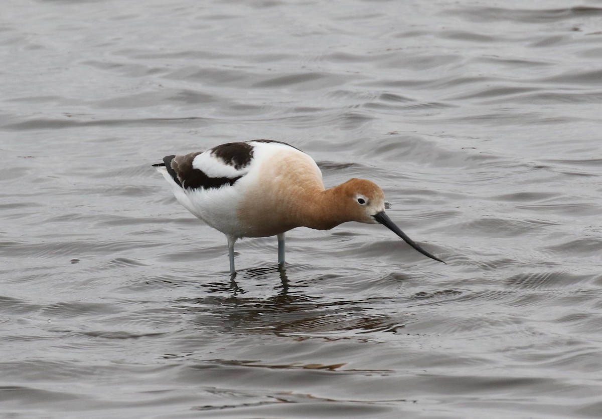 Avocette d'Amérique - ML159541901