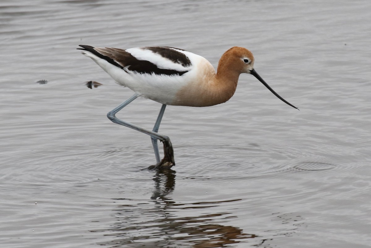 Avoceta Americana - ML159541921