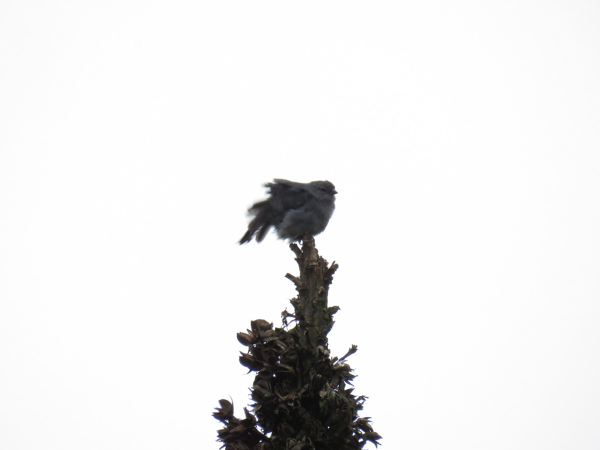 Plumbeous Sierra Finch - ML159542251