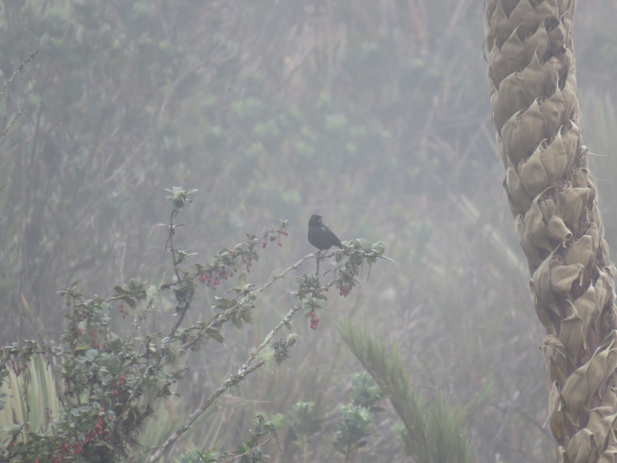 Black Flowerpiercer - ML159542691